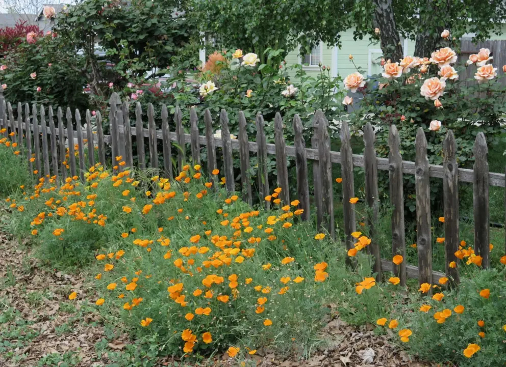 A fence with roses and poppies. 