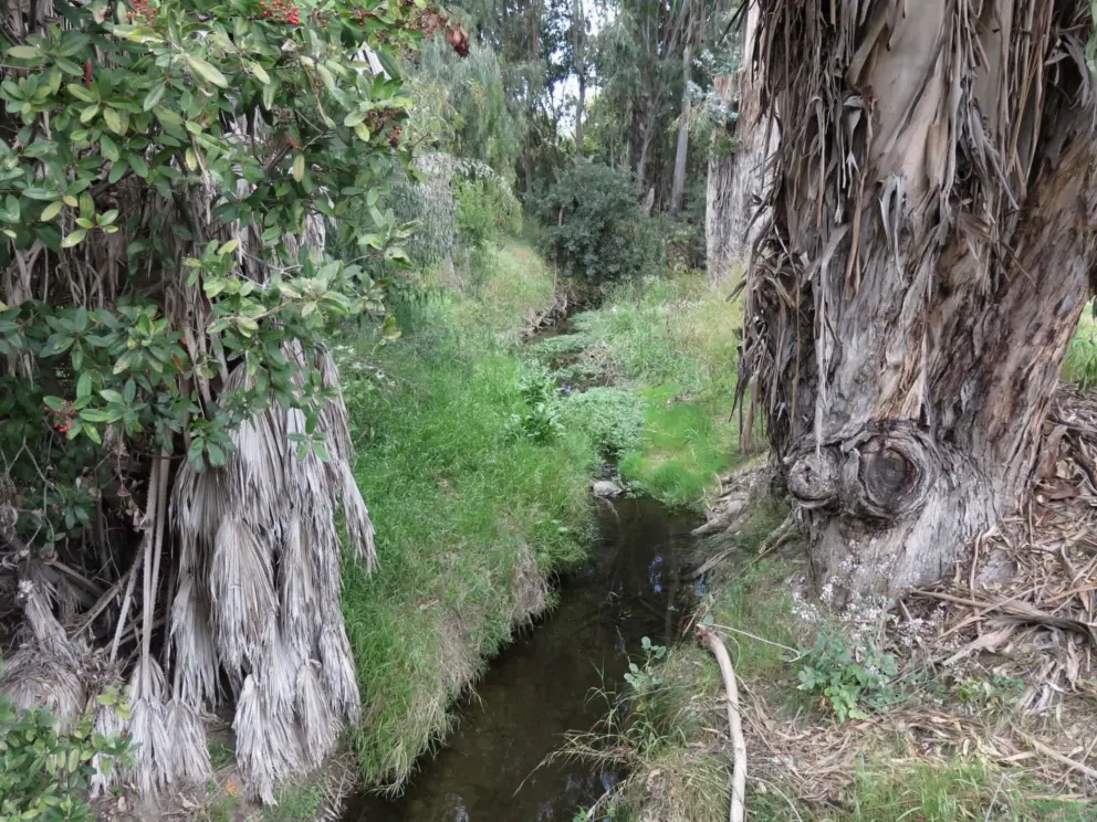 The creek that runs through the eucalyptus grove. This area feels magical. 