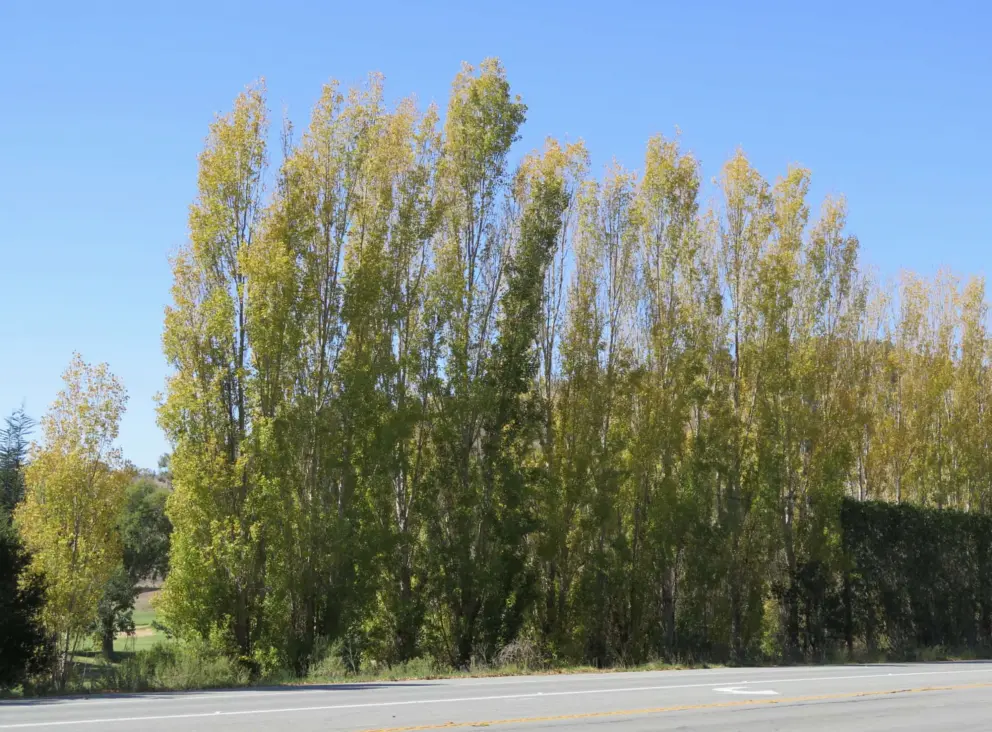 I love these poplar trees in October! At the base of Cave Landing Road, on Avila Beach Drive. 