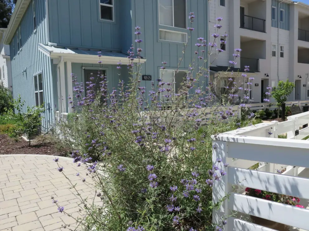 Flowering shrub and blue townhouse. 
