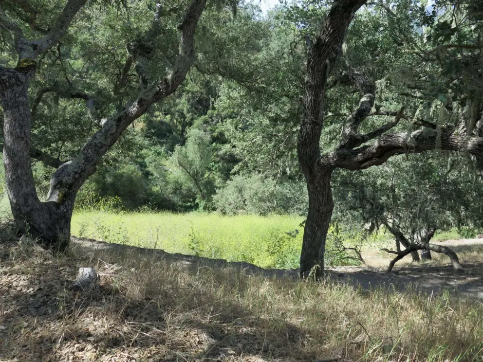 Green grass in May, and oak trees. 