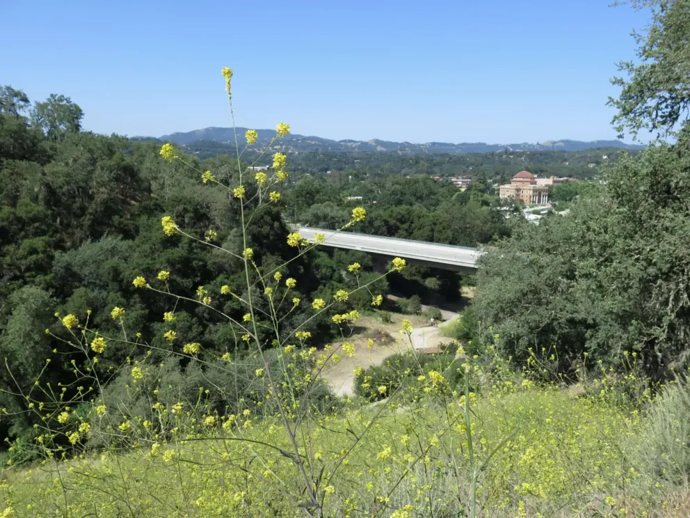 Yellow flowers in May. 