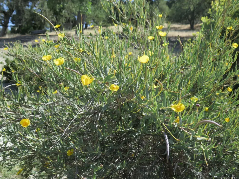 Yellow flowers in the sunlight.