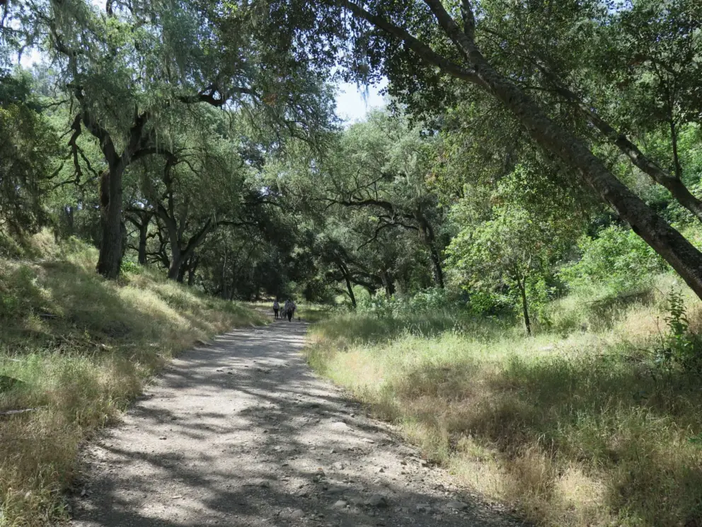 Dappled shade on the trail.