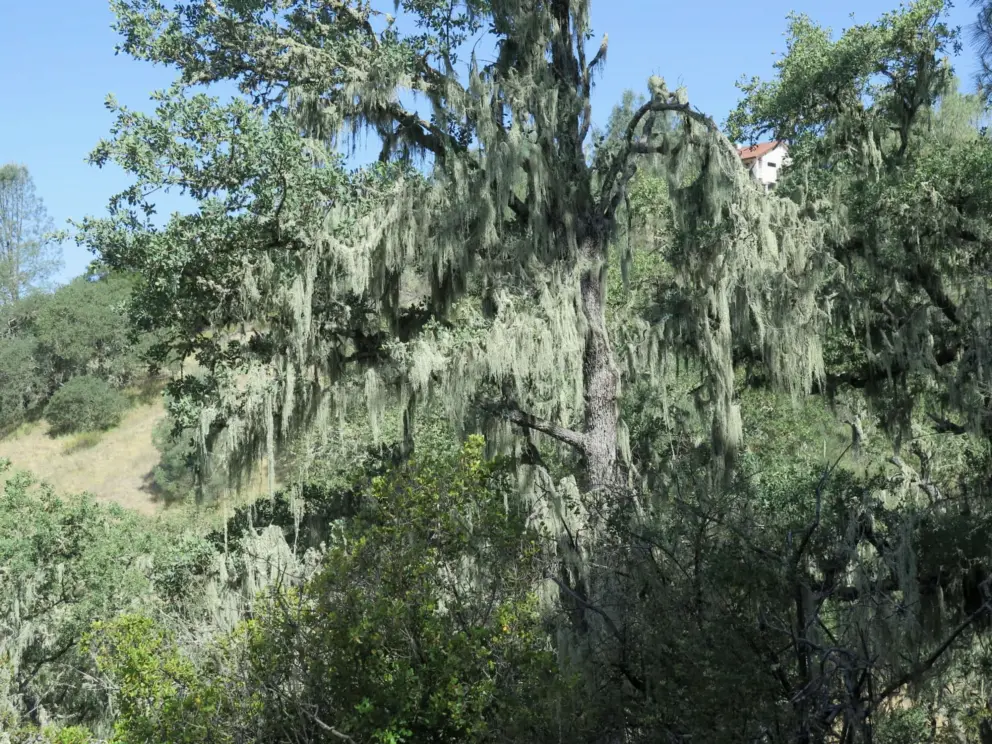 Spanish moss. 