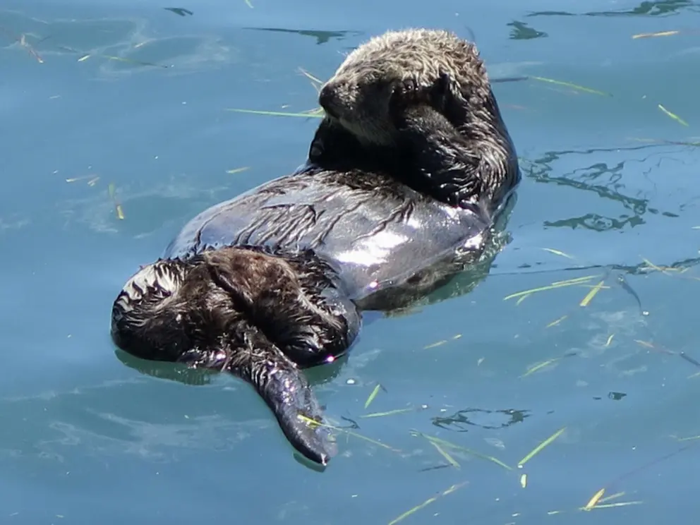 Cute little sea otter, on a sunny June day. 