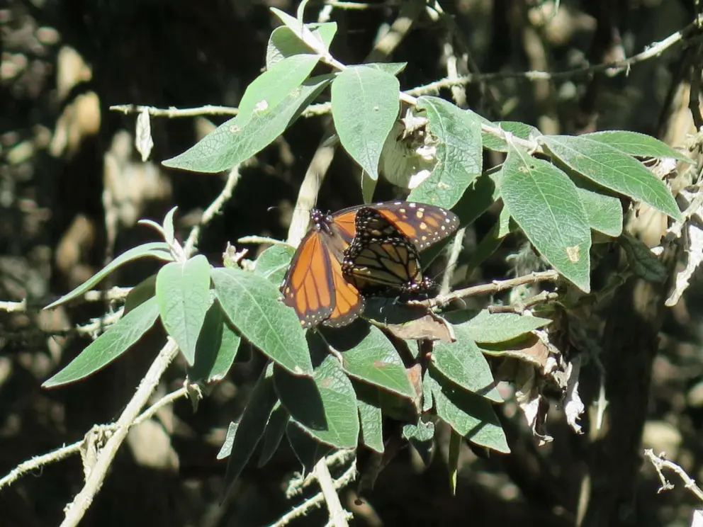 Butterflies mating. 