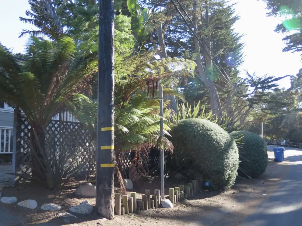 Tropical trees and cypress trees on Grove Acre Avenue. 