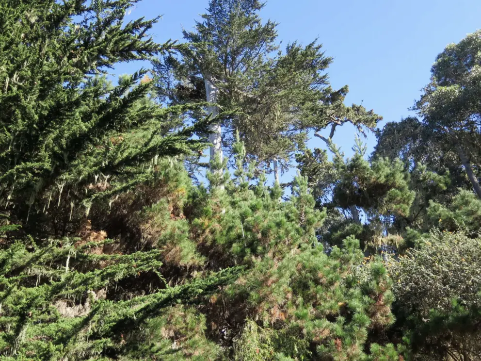 Trees in the sunlight.