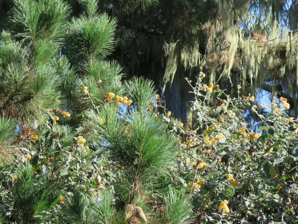 Yellow flowering tree and Spanish moss. 