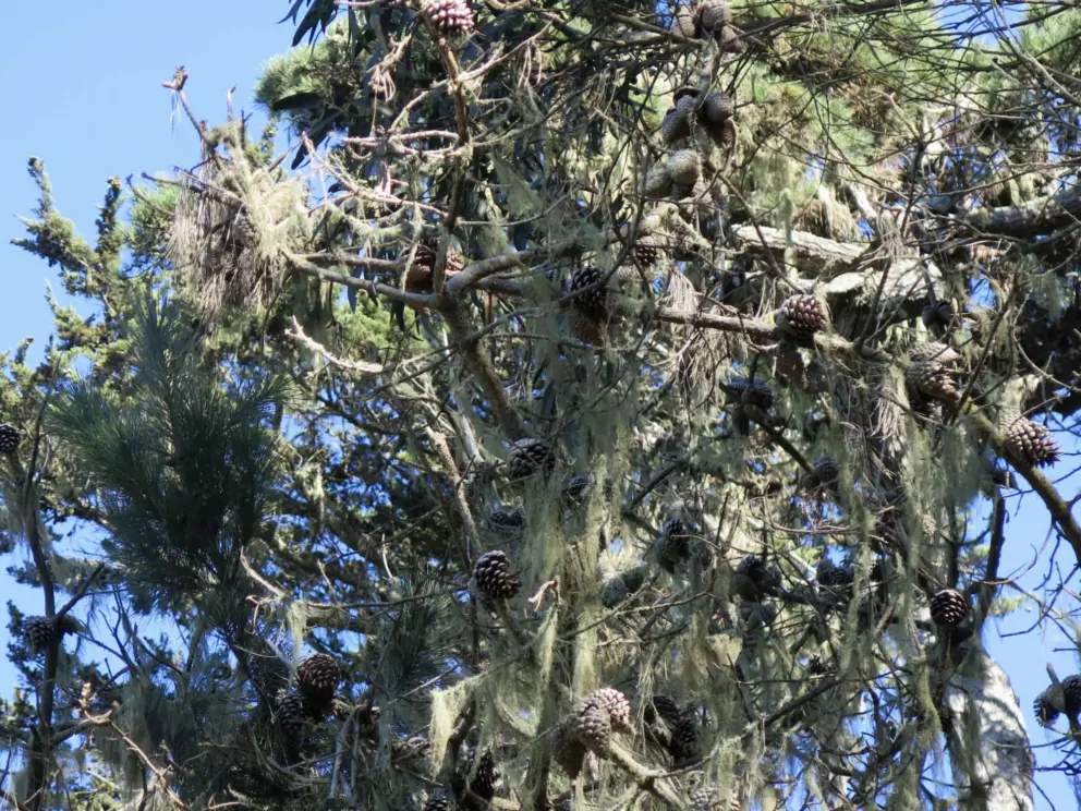Pine cones in a tree. 