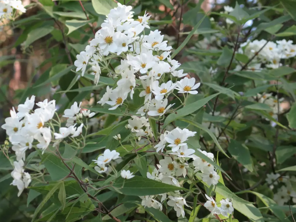 Flowers in the woods. 
