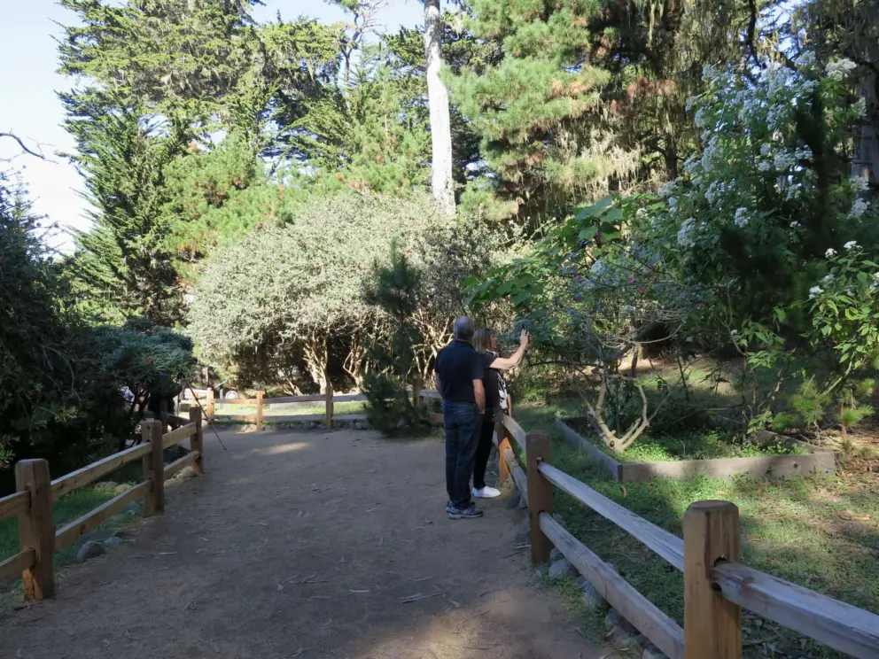 A woman takes a photo of a flowering tree. 