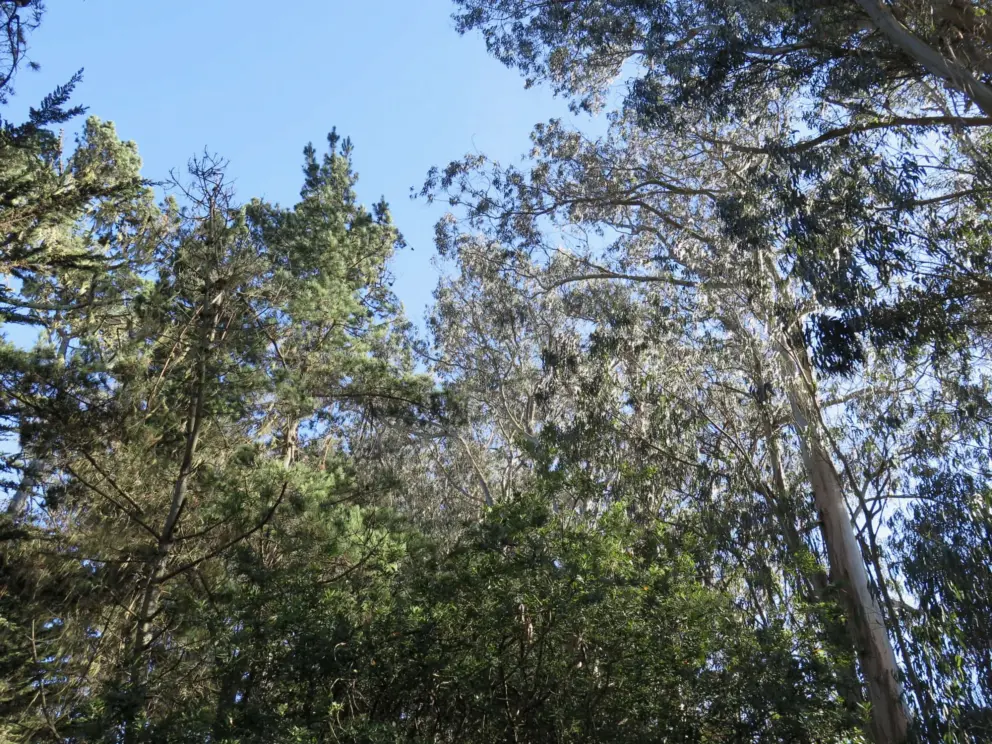 Looking up at the trees. 