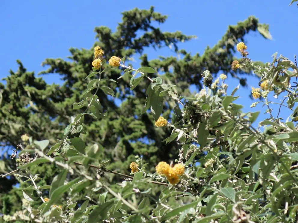 Yellow flowers that butterflies love!