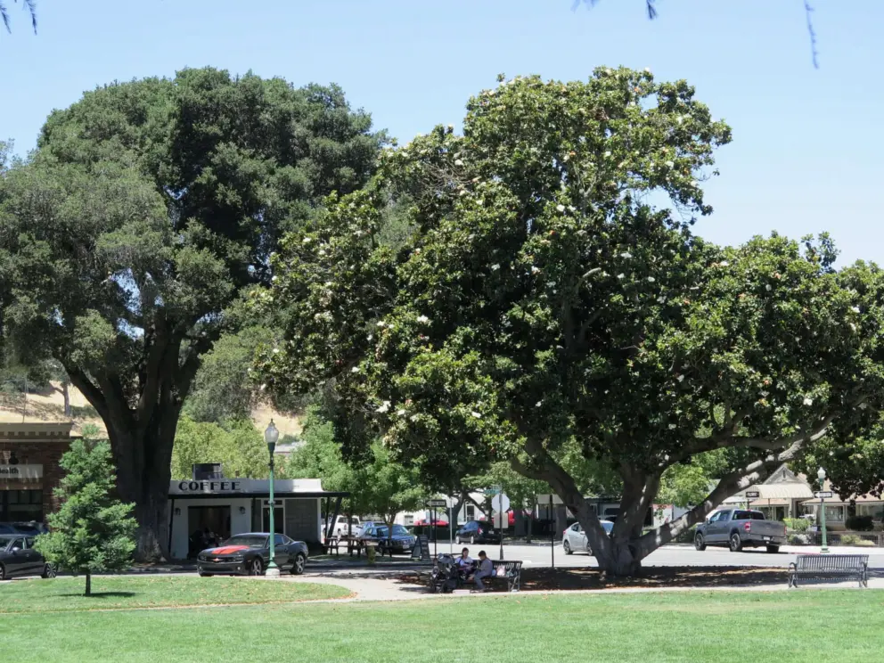 Magnolia tree outside Amstrdm Coffee at the sunken garden.