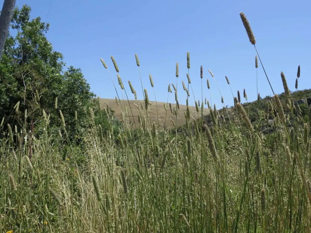 Cute grasses along the trail.