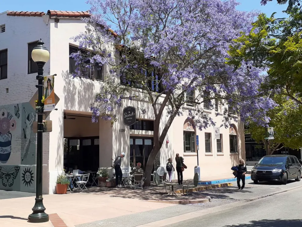 Jacaranda tree in June, outside Scout Coffee on Garden Street. 