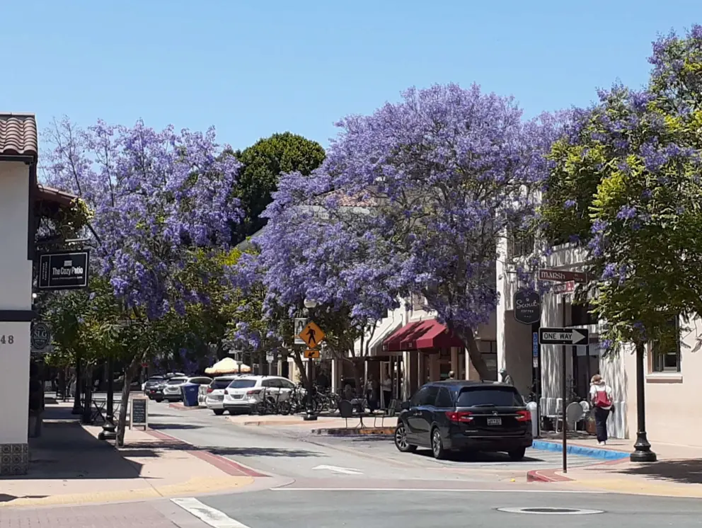 Blossoming Jacaranda trees! On Garden Street by Linnaea's Cafe, in June. 