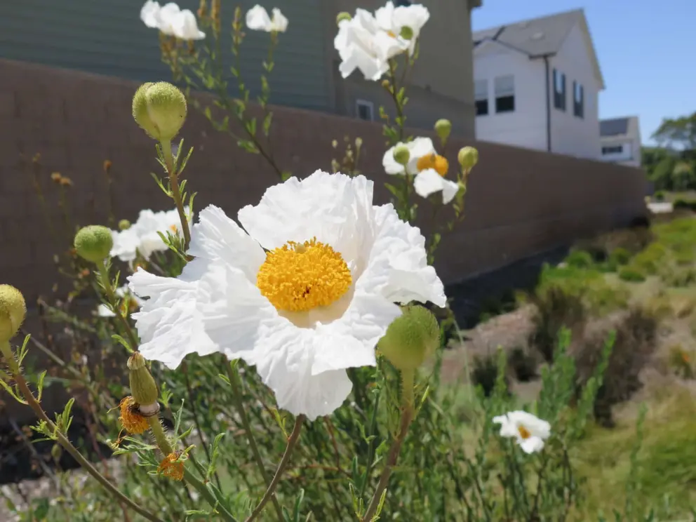 Matilija Poppy, at the path between houses, in July. 