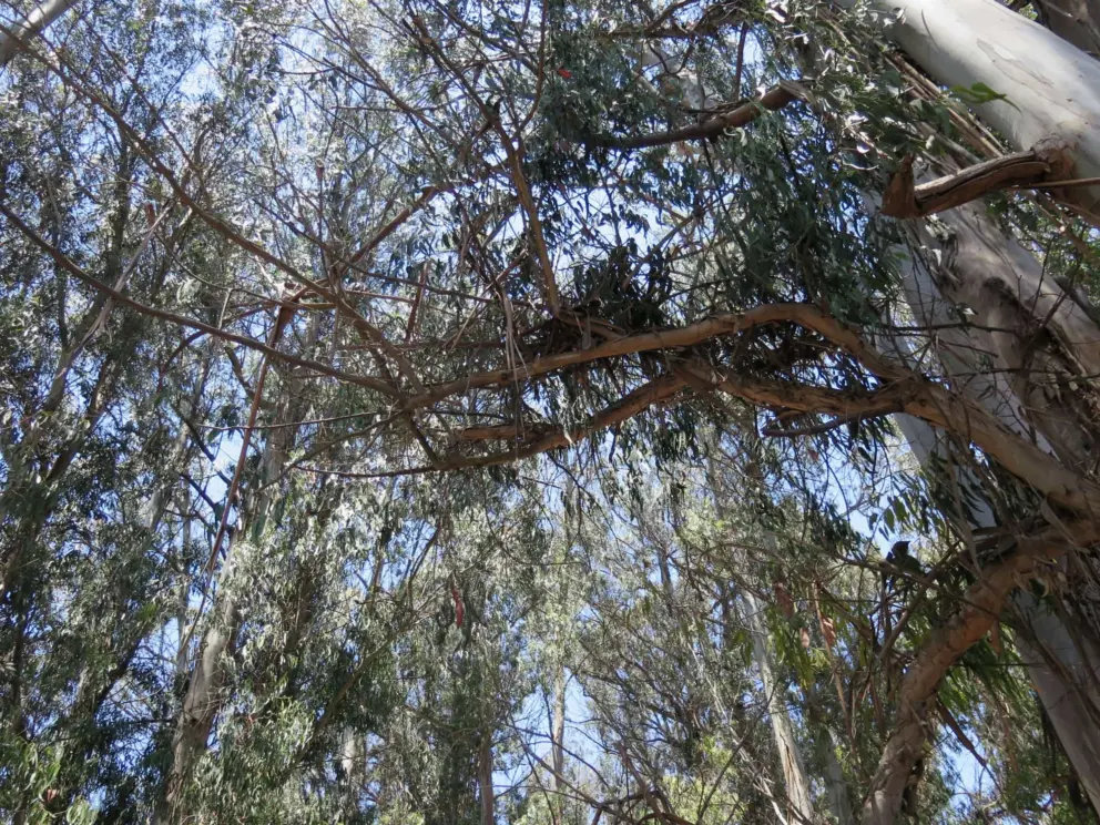 Looking up at the eucalyptus trees and blue sky.