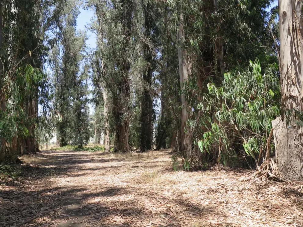 You can walk inside the eucalyptus forest in a clearing. 