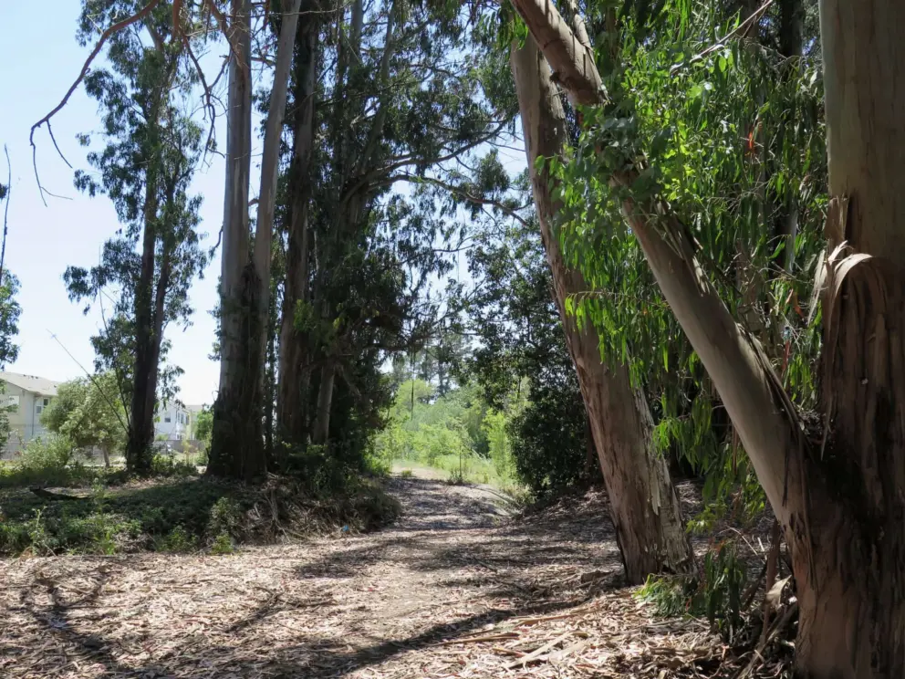 Walking inside the eucalyptus forest on a dirt path. 