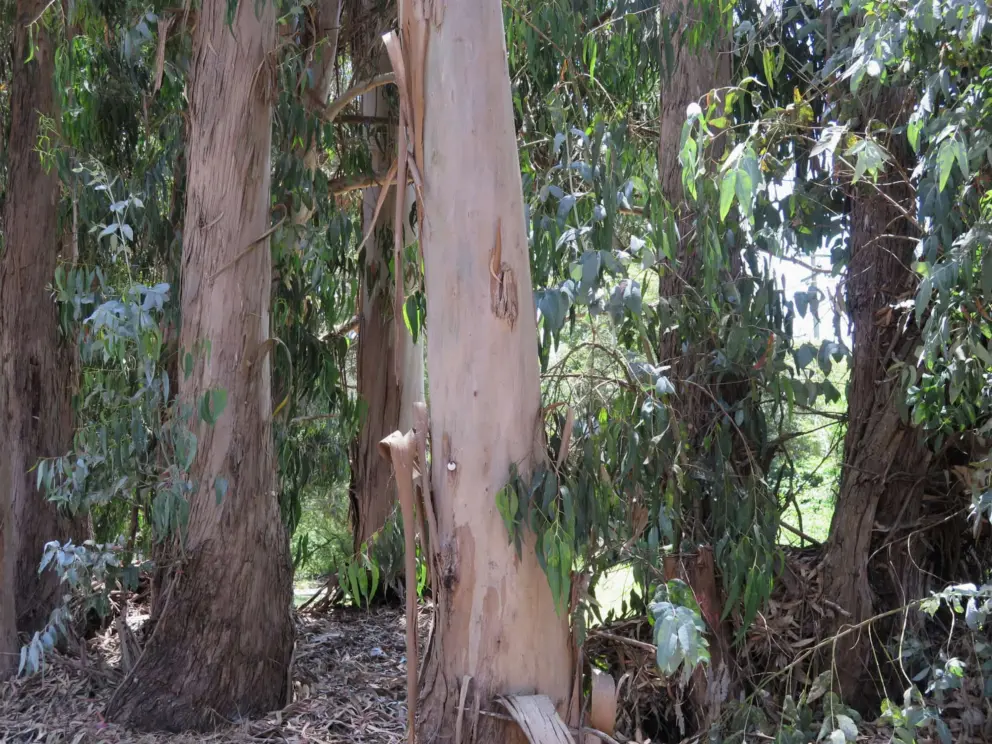 I love the colors in th eucalyptus forest. 