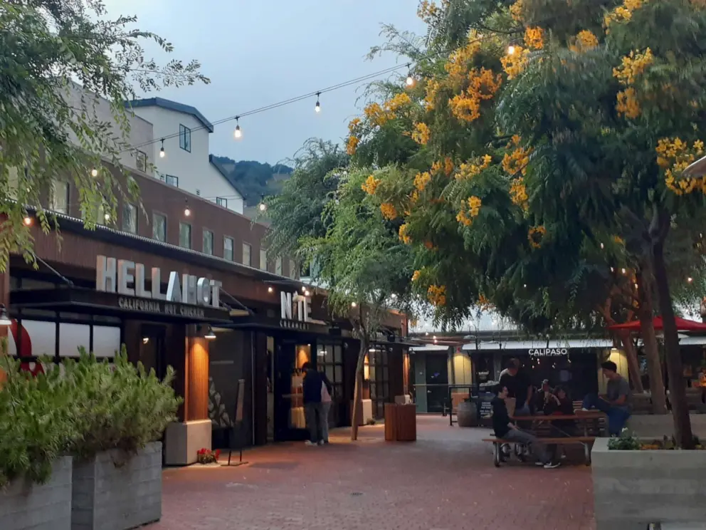 Yellow flowering tree and strung lights, in July. 