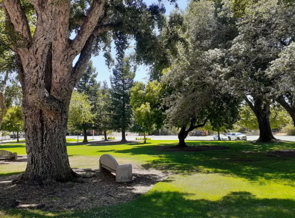 Cork tree, bench, greenest grass, and eucalyptus trees at O'Neill Green. It feels like a botanical garden!