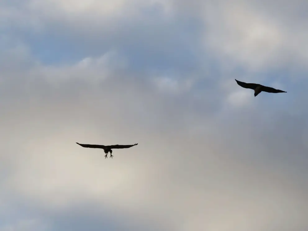 Birds circling. Fun to watch!