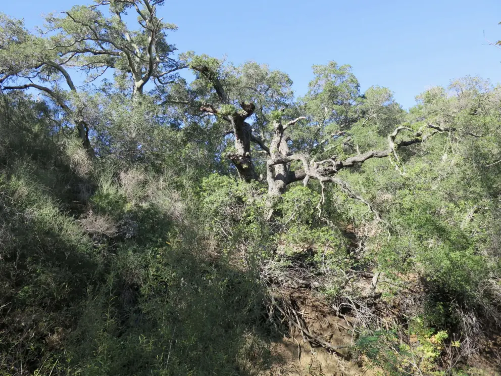 Huge tree. 