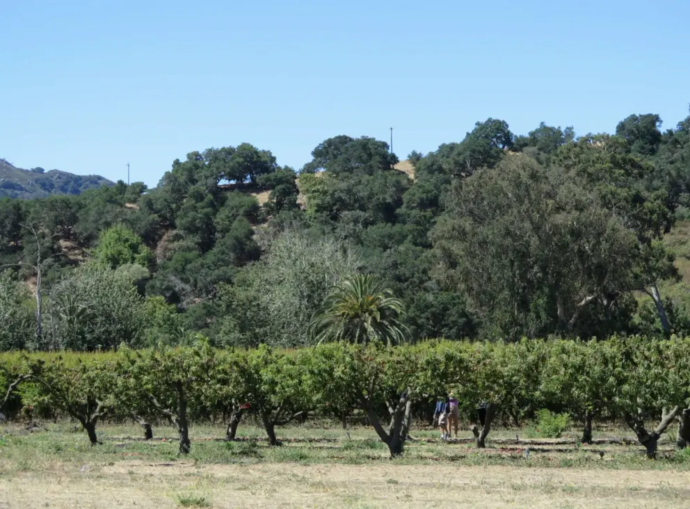 The fruit trees, with hills behind. 
