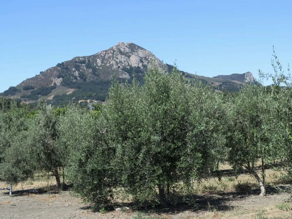 Bishop Peak and olive trees. 