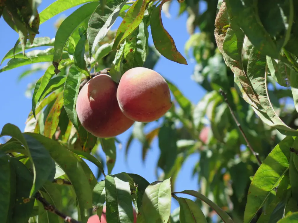 Peaches! In August. 