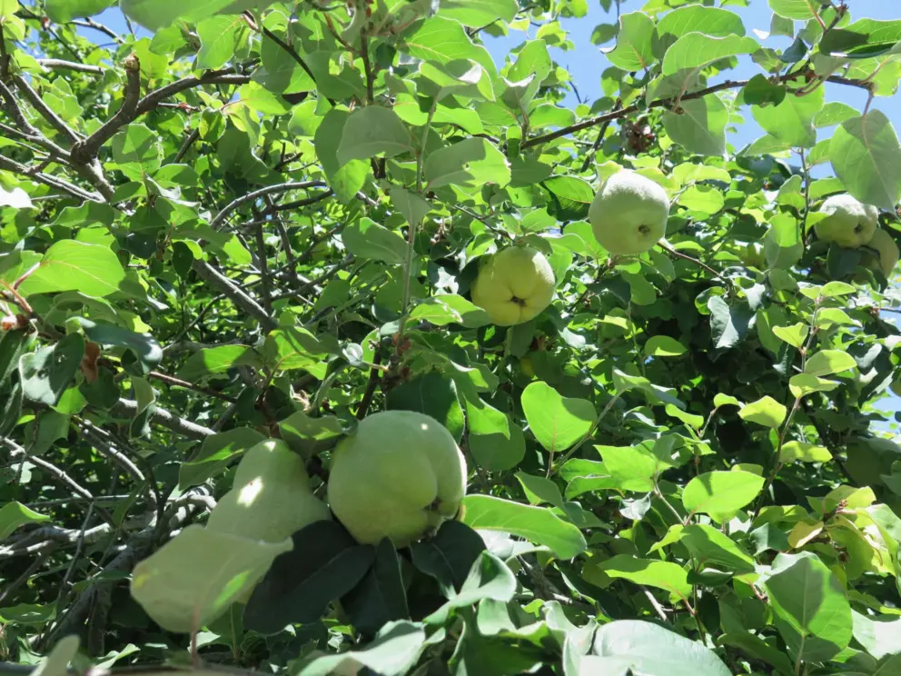 Pear tree near the entrance to the trail. 