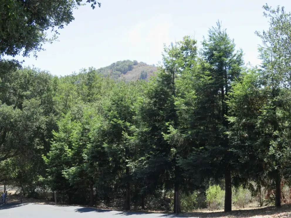 Redwood trees along the driveway to SLO Buddhist Temple, which is near the entrance to the Bob Jones Trail. 