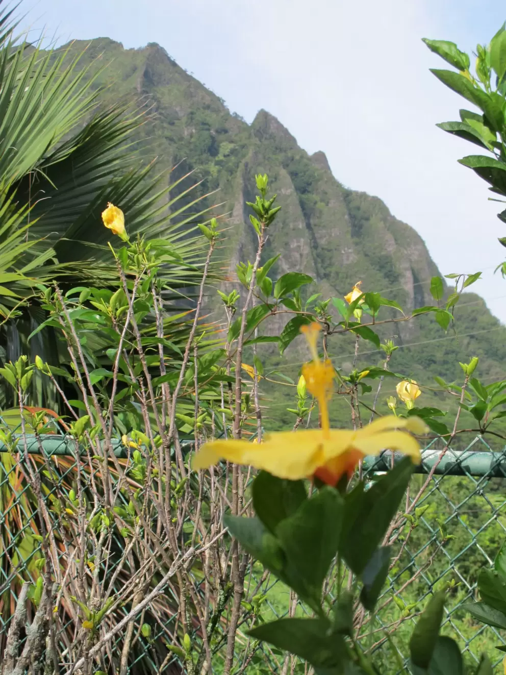 View of Ko'olau Mountains and hibiscus flower, at Luluku Road.