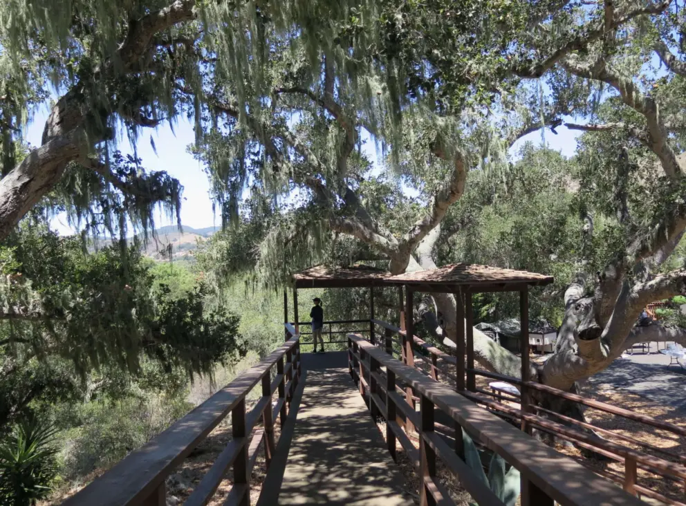 Trees with Spanish moss over a wooden boardwalk and lookout, at SLO Buddhist Temple, above the Bob Jones Trail. 