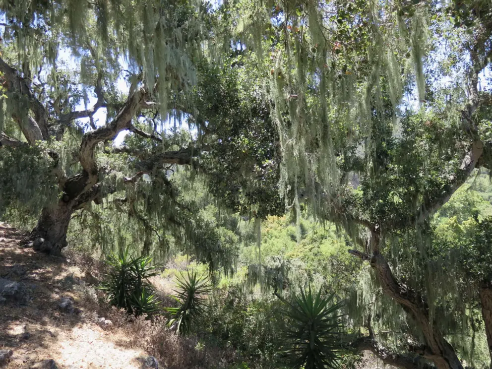 Trees with Spanish moss at SLO Buddhist Temple above the Bob Jones Trail. 
