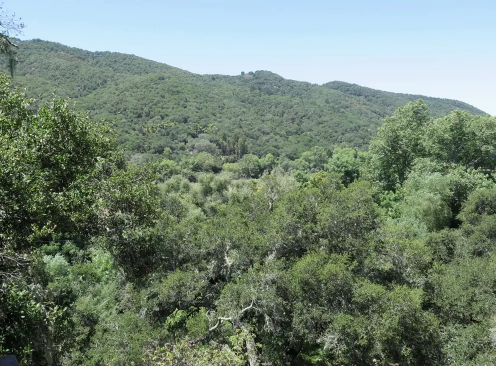 Views of the wooded hills from SLO Buddhist Temple's lookout. 