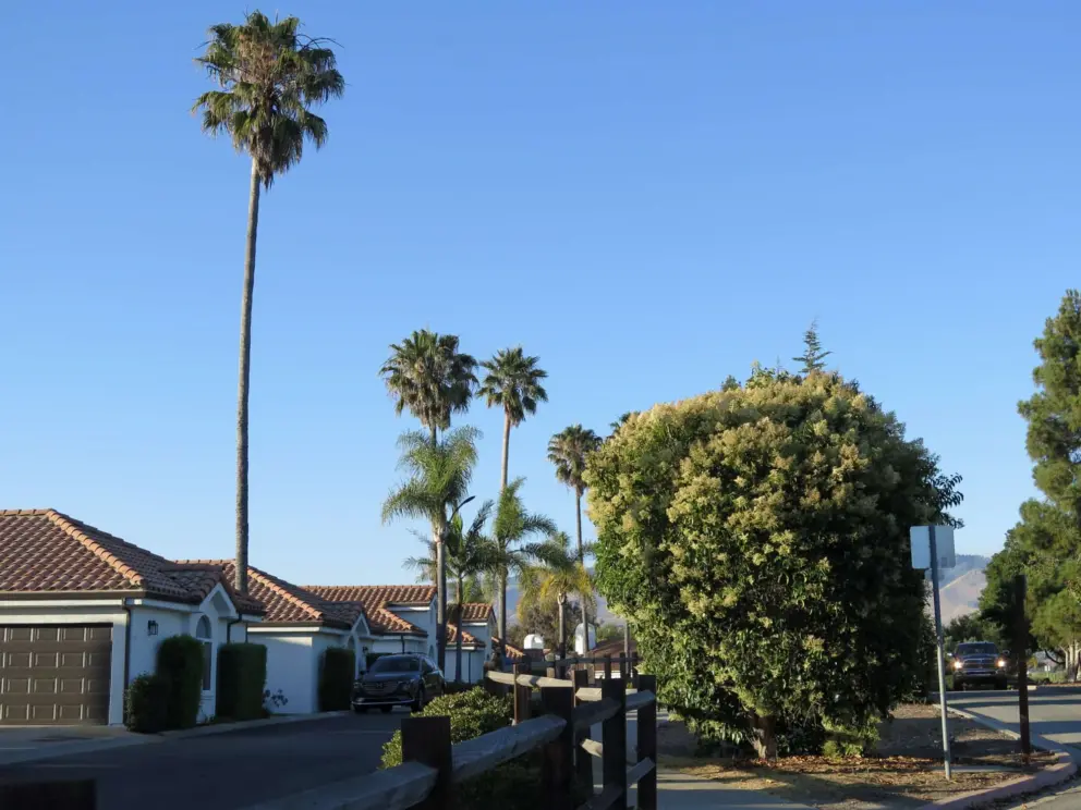 Country Club Drive is a nice place to walk at end of day. 