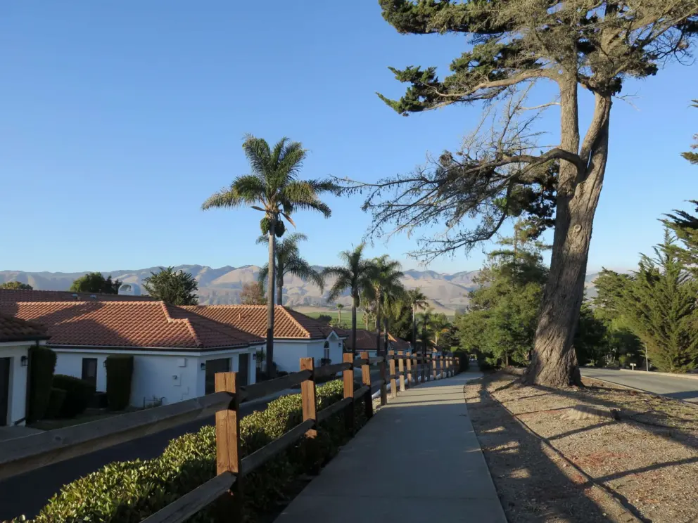 Cypress trees and palm trees along Country Club Drive. 