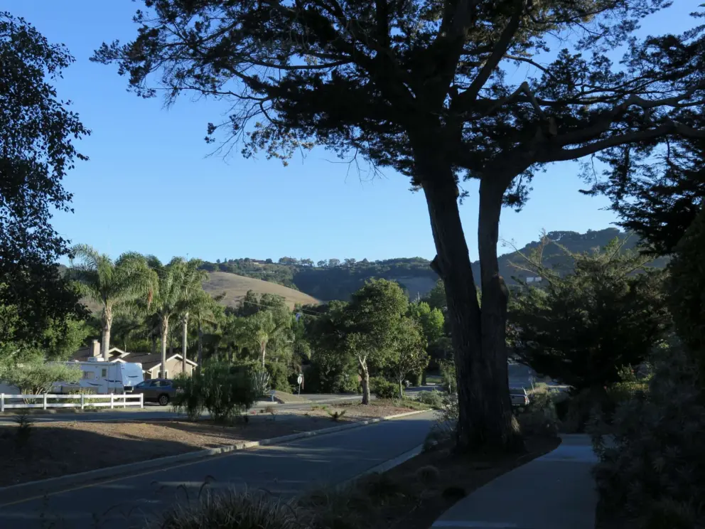 Pretty view of cypress trees and hills, from Country Club Drive. 