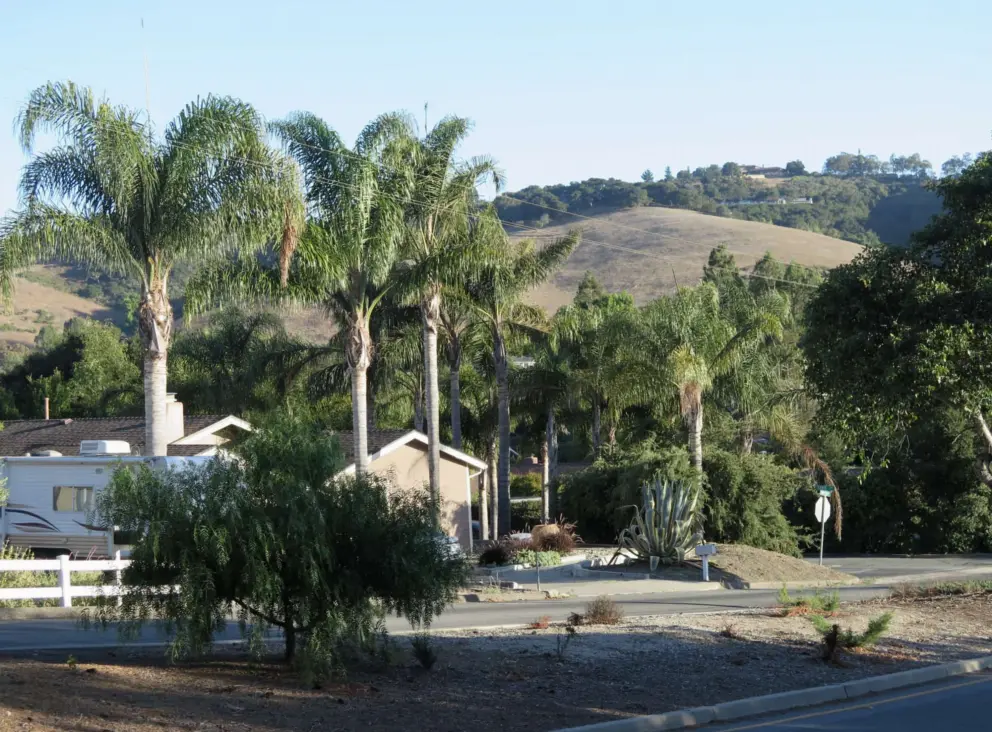 Palm trees and hills, as seen from Country Club Drive. 