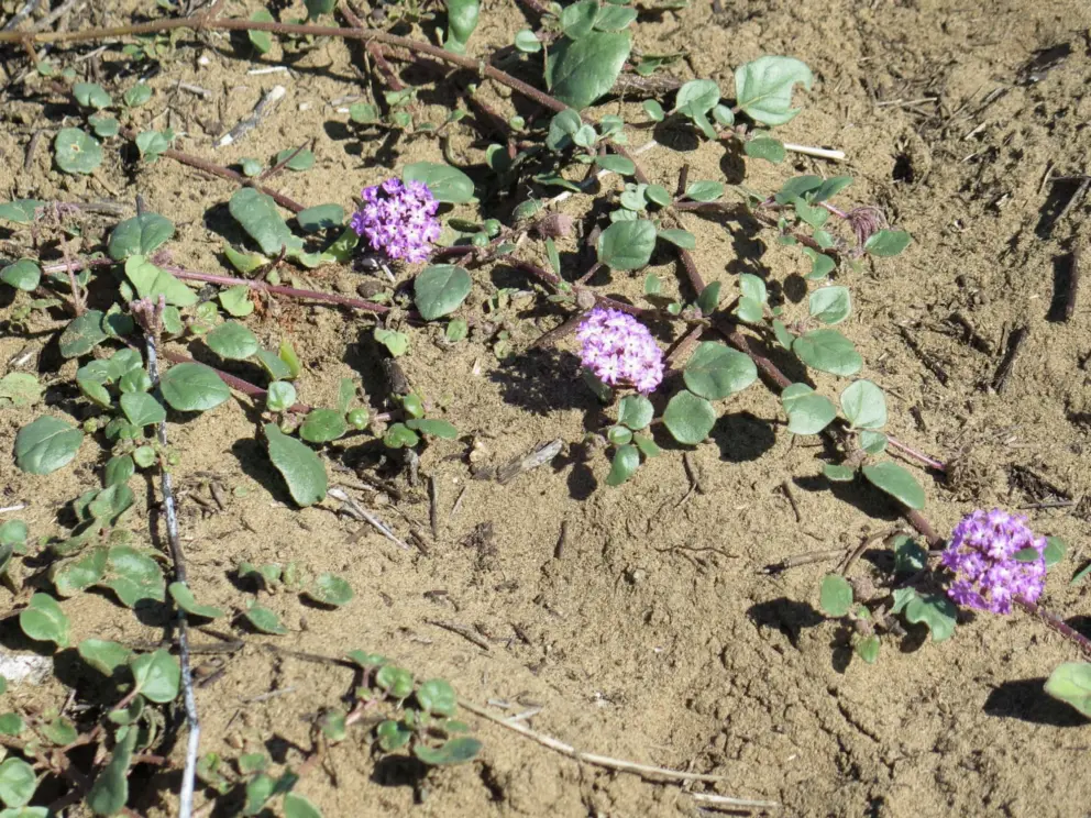 Flowers growing on the dune.