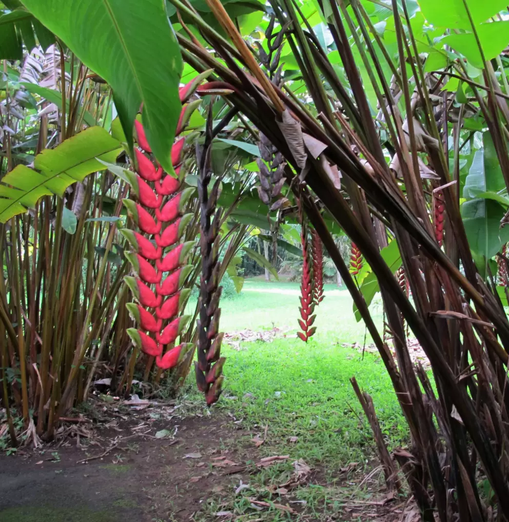 Gorgeous colors of plants in the garden.