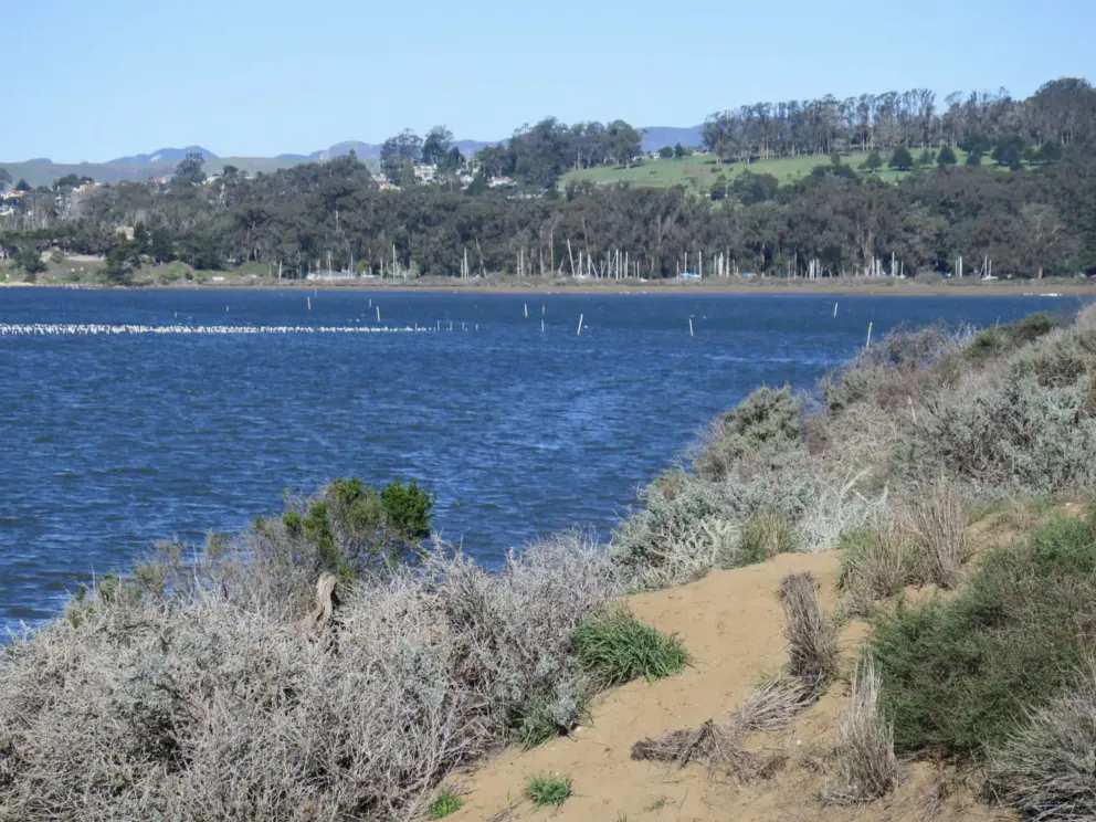 Forest and hillside across the estuary. 