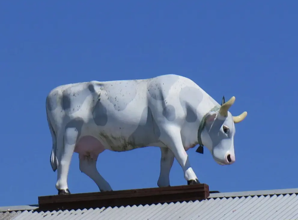Cow sculpture atop the creamery building in Harmony.