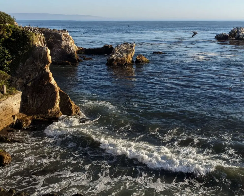 Waves crashing on the rocks, and a bird flying by, at Eldwayen Ocean Park two doors down. 
